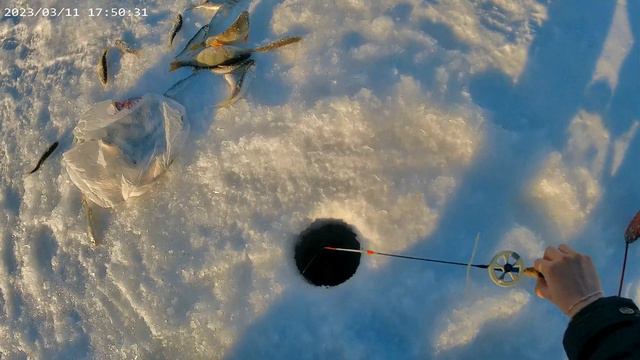 Рыбалка на ельца. 12.03.23 смотреть онлайн