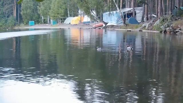 Утка Свиязь на Тургояке. Anas penelope on Turgoyak lake смотреть онлайн