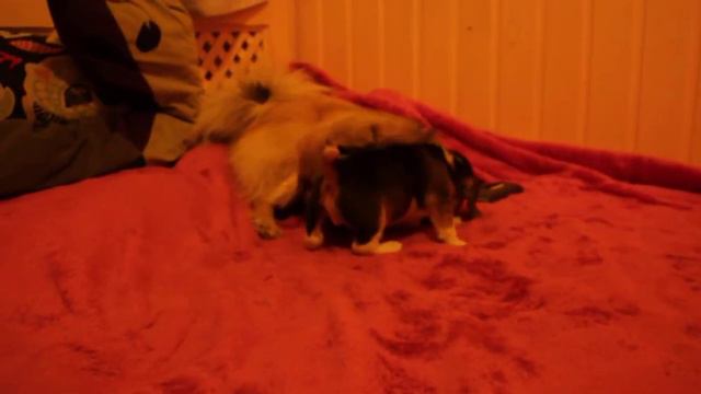 Тибби и бигль)))