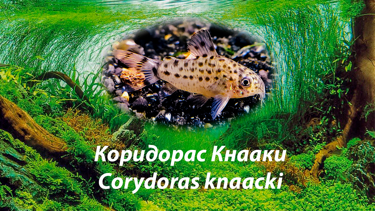 Коридорас Кнааки / Corydoras Knaacki