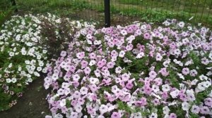 Вегетативная ампельная ПЕТУНИЯ в открытом грунте ☀️