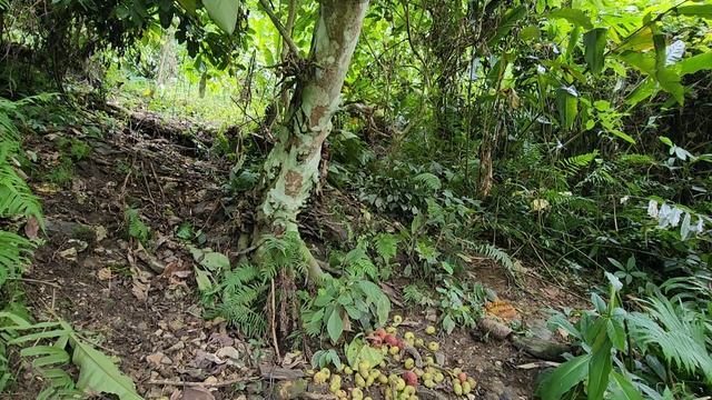 Orphan Boy; Make A Living By Going To The Forest, Harvesting Fruit For Sale