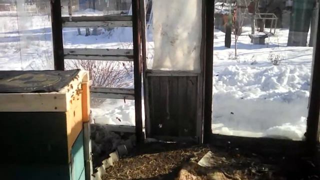 Спасительный ранний облёт пчел в теплице 23.01.17 смотреть онлайн