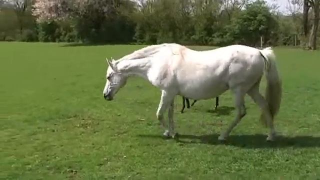 Paso Fino Foal Regalito at 6 days old смотреть онлайн