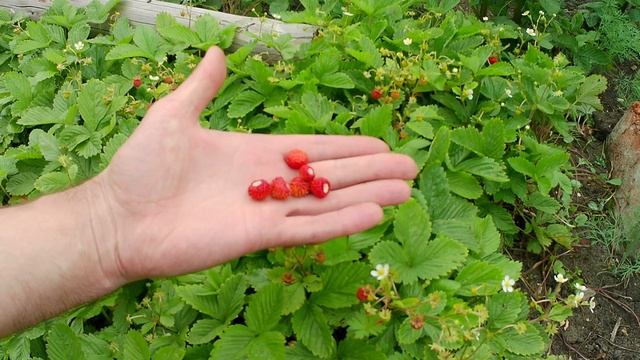 Земляника лесная на садовом участке. Грядка с лесной земляникой в Челябинске смотреть онлайн