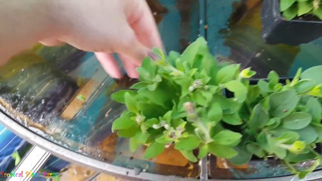 Burpee Unboxing! // Tropical Plant Party смотреть онлайн