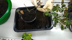 ???Садоводство. Спасаем белопероне. Обрезка белопероне. Укоренение черенков белопероне.