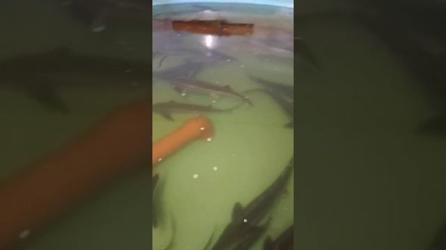 Осетровая ферма в Воронежской области смотреть онлайн