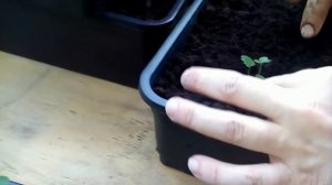 Пикировка клубники.