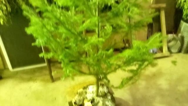 Искусственная или живая ёлка на Новый год? Сажаю ёлку, а точнее пихту в горшок. смотреть онлайн