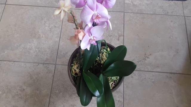 ORCHID ORQUIDEAS PHALAENOPSIS PLANTADO EM VASO DE 10 LITRO CWB смотреть онлайн