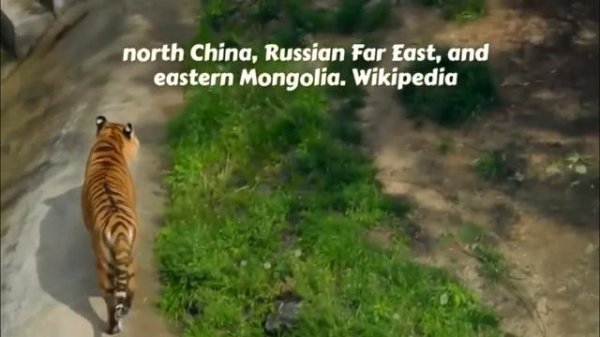 Siberian Tiger (Panthera tigris altaica)