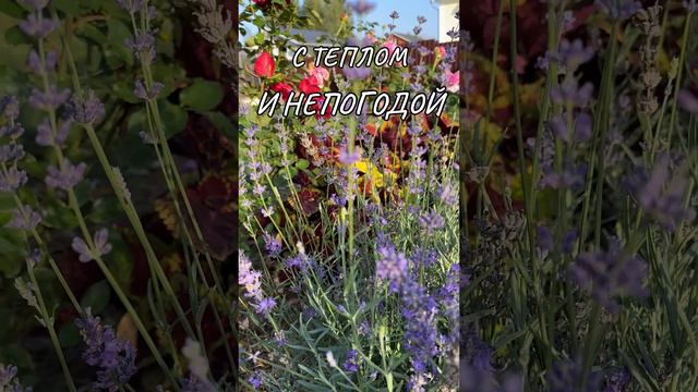 До свидания, ЛЕТО! смотреть онлайн