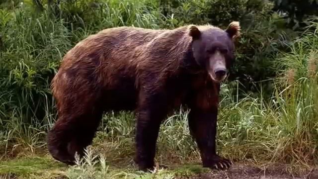 MOCKWAMOSA: LEGEND OF THE BEARWALKER - NATIVE AMERICAN INDIAN MYTHOLOGY смотреть онлайн