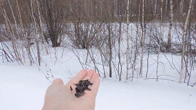 "Погода на среднем Урале." смотреть онлайн