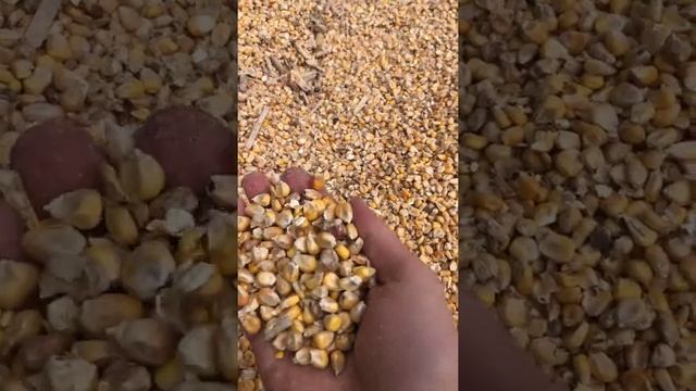 Выгрузка кормовой кукурузы для птицефермы смотреть онлайн