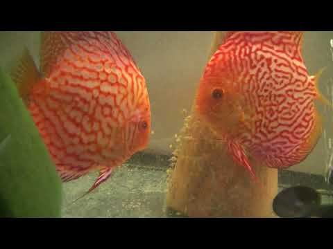 Пары красивых Дискусов с малышами #aquarium #аквариум #аквариумныерыбки #дискусы #discus смотреть онлайн