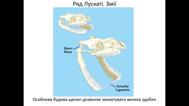 7 клас 22 Різноманітність рептилій смотреть онлайн