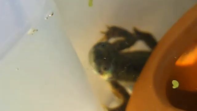 Pleurodeles Waltl eating earthworms смотреть онлайн