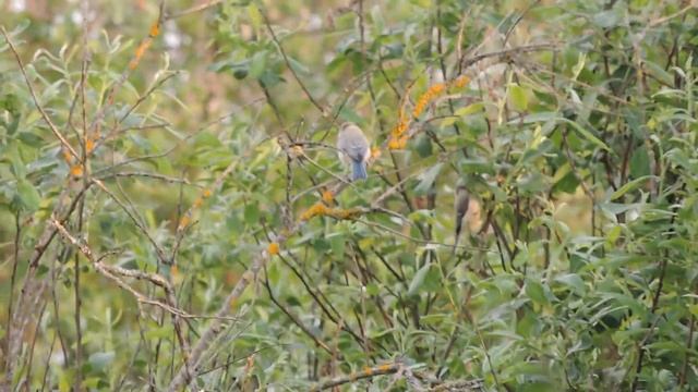 Лазоревки кормятся в ивняке смотреть онлайн