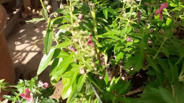 COMO FAZER MUDAS DE ANGELÔNIA смотреть онлайн