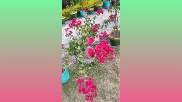 Red Mahara ID, Deep Red Bougainvillea Mahara, Deep Red Bushy Bougainvillea, Red Color Bougainvillea