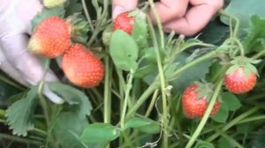 1.Клубника. Какие сорта клубники никогда не подведут?