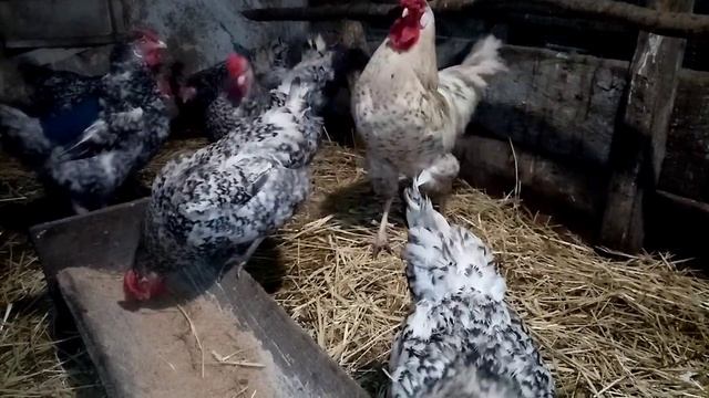 Обзор о курах нашего хозяйства!!! Какая курочка лучше????? смотреть онлайн