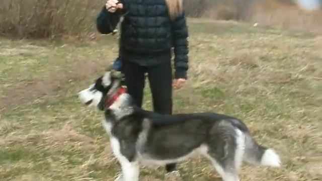 ПОДГОТОВКА К ВЫСТАВКЕ смотреть онлайн