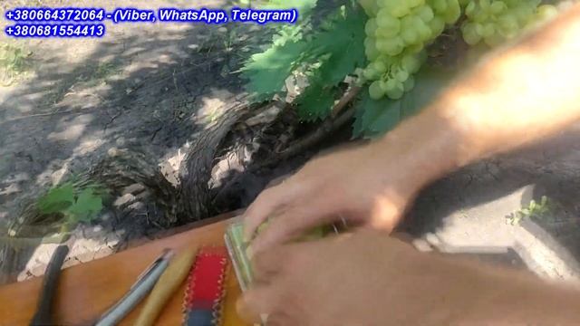 Сенатор Бурдака 2023