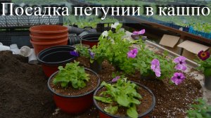 Показываем и рассказываем как мы сажаем петунию в кашпо