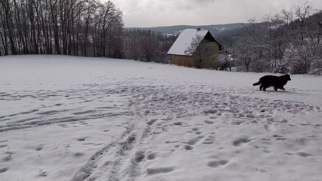 Hovawart- Mexx Royal Safe смотреть онлайн