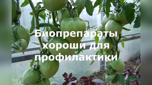 Как я избавилась от фитофторы в теплице с томатами. Эффективное средство против фитофторы смотреть онлайн