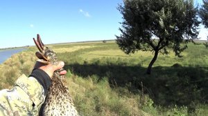 Охота на уток с подхода