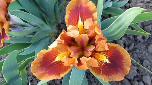 Rudokop. Правдивий’06. Рудокоп. Карликовий ірис