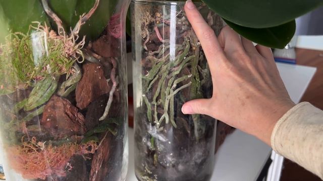 Посадите орхидею ПРАВИЛЬНО!😈🌸😉 смотреть онлайн