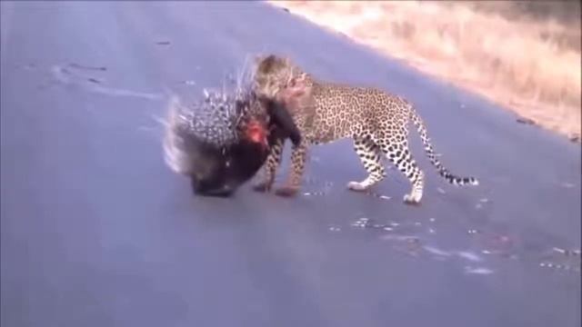 ДИКОБРАЗ против ЛЕОПАРДА (КТО СИЛЬНЕЕ) ЗАКОНЫ ДЖУНГЛЕЙ смотреть онлайн