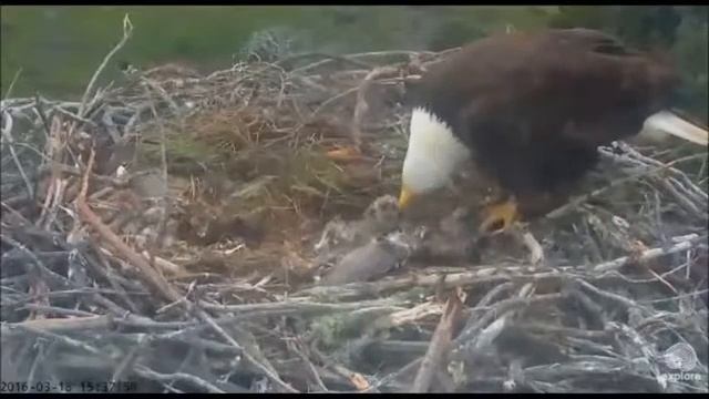 SC - Mom Feeds the Twins смотреть онлайн