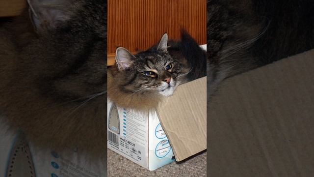 Почему кошки забираются в коробки? #shorts смотреть онлайн