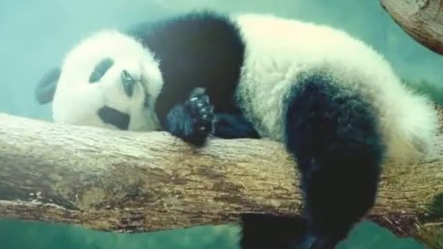 Спящие животные смотреть онлайн