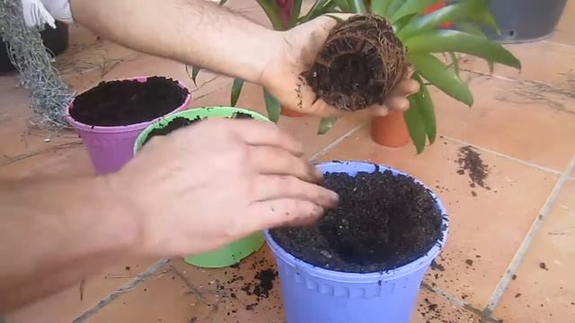 como TRASPLANTAR cualquier PLANTA/ Bromelia Mix/ El ratillo de Juan Valentín смотреть онлайн