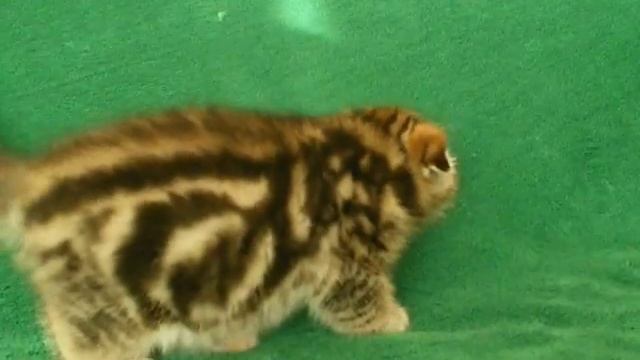 Мальчик скоттиш фолд черный мрамор на золоте V... vj Brut смотреть онлайн