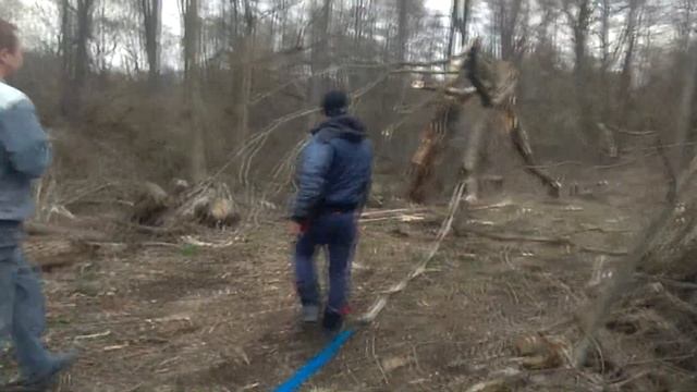 НИВА НА ЛЕСОПОВАЛЕ ДЁРГАЕТ ЗАСОХШЕЕ ДЕРЕВО смотреть онлайн