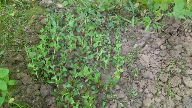 Черенкование березолистной спиреи?✂️?? смотреть онлайн