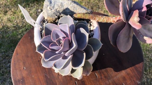 echeverias mas facil de cuidar #suculentas #echeveriashermosas #succulents #papaplantil смотреть онлайн