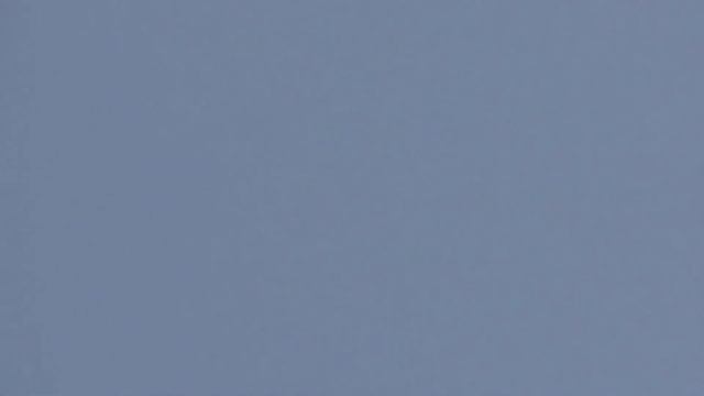 Сокол Сапсан и Ястреб Тетеревятник атакует голубей. Falcon Peregrine And Goshawk Attack Doves