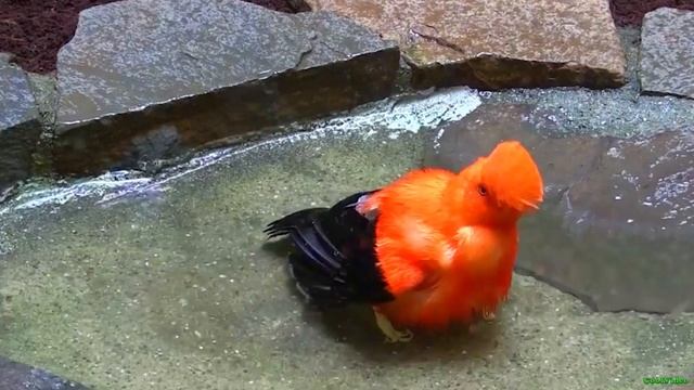 Андский скальный петушок. Rupicola Peruviana