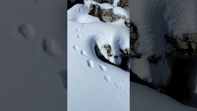 Там где живёт лиса. смотреть онлайн