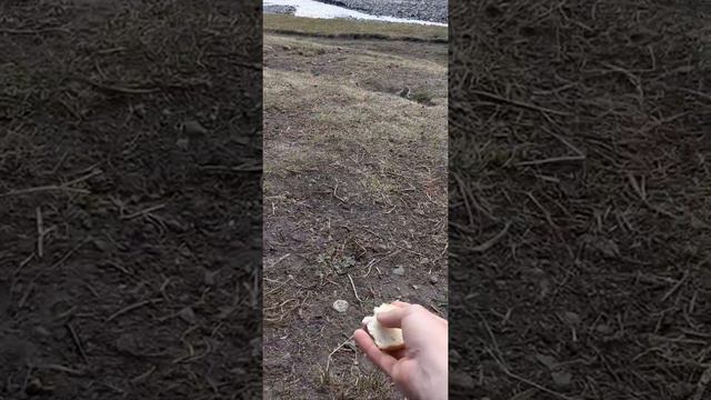 дерзкие суслики в джилы су смотреть онлайн