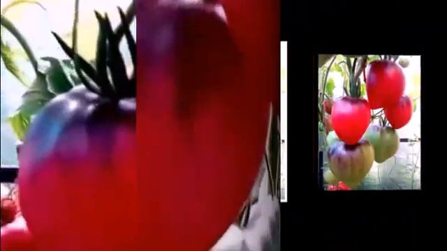 Вкус разных сортов ч.1 смотреть онлайн